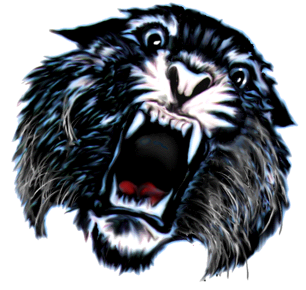 wildcat images