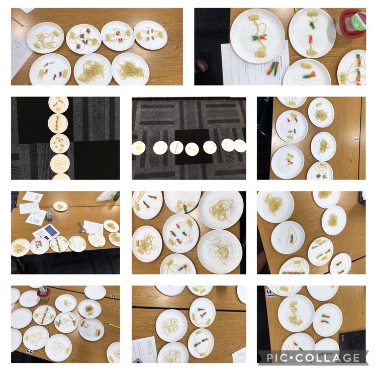mitosis models
